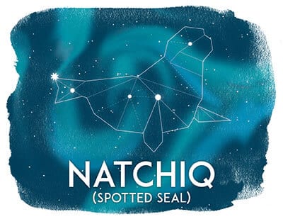 Natchiq, Spotted Seal