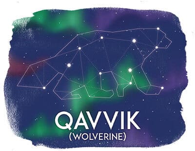 Qavvik, Wolverine